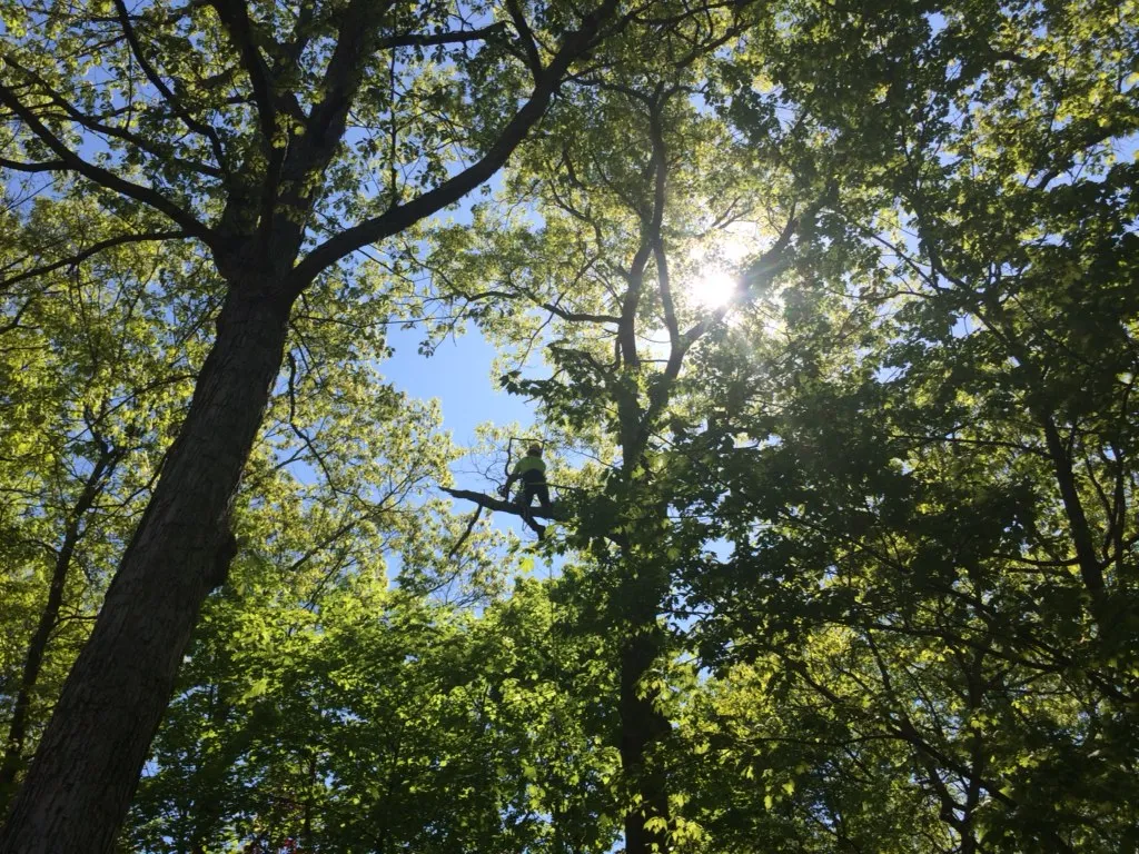 An arborist climbing in a sunlit tree canopy