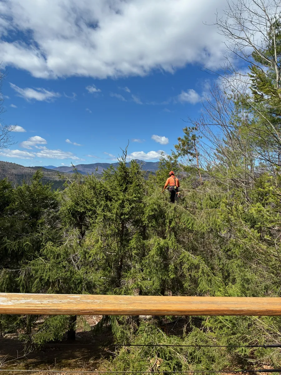 An arborist high in an evergreen with mountains in the distance
