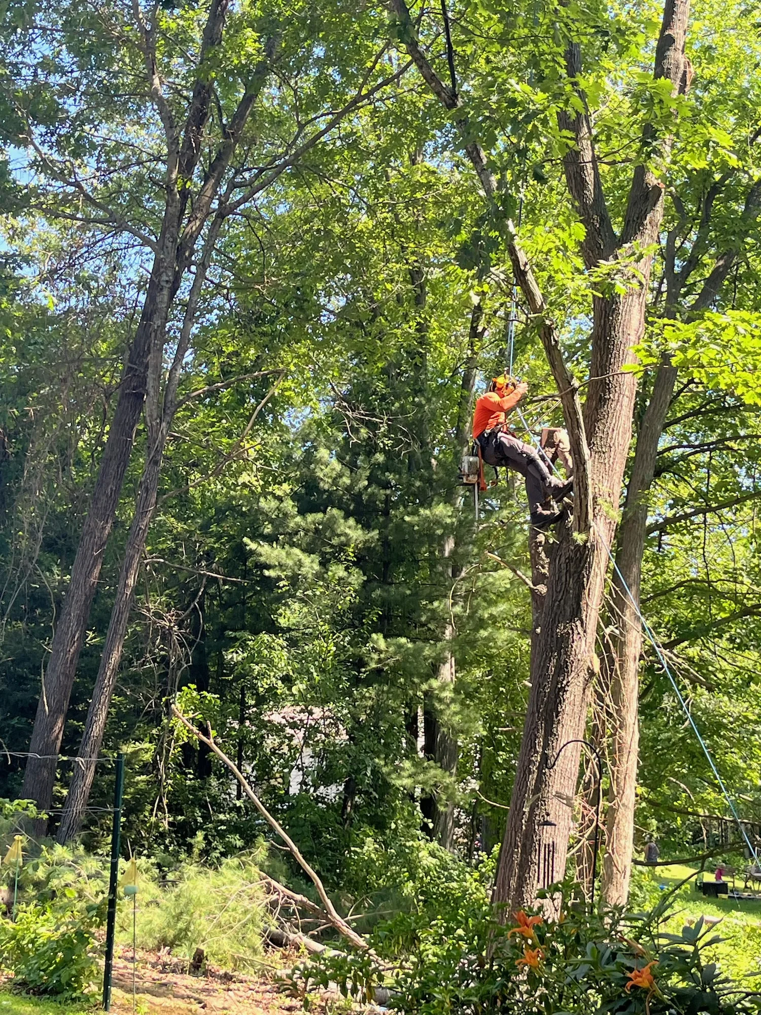 Arborist climbing high in a tree