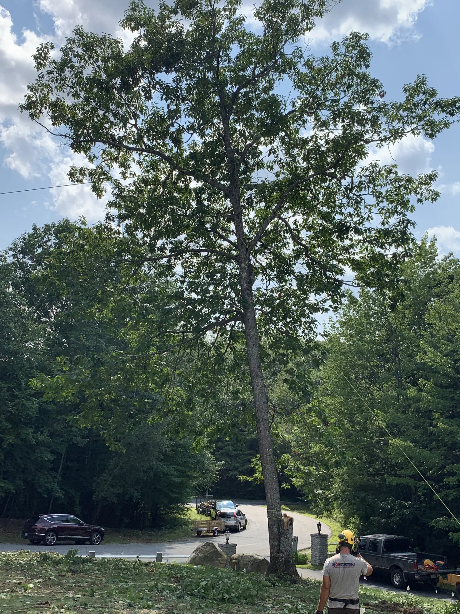 Tall tree being removed with worker below showing scale