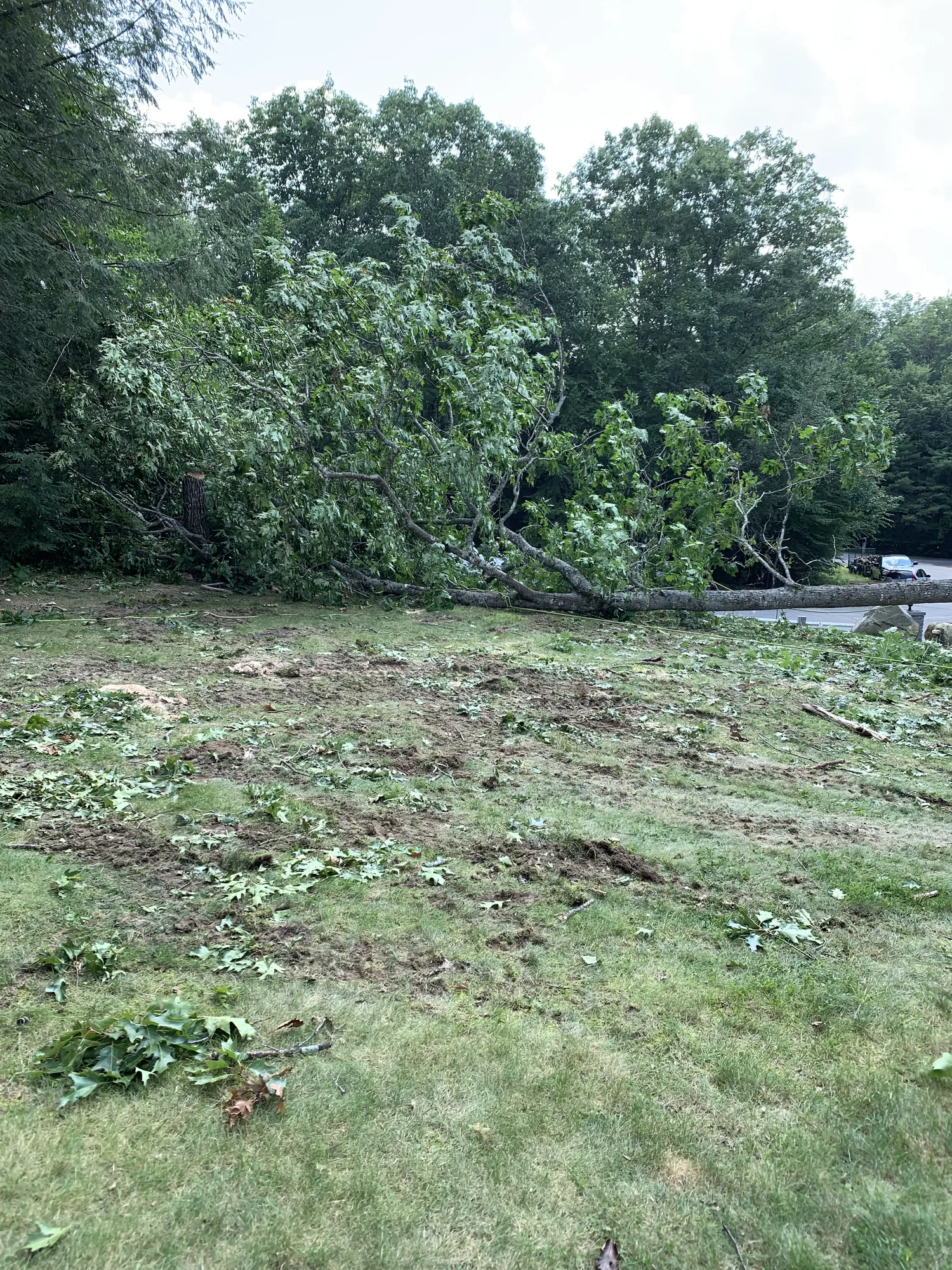 Large tree fallen across a yard after a storm