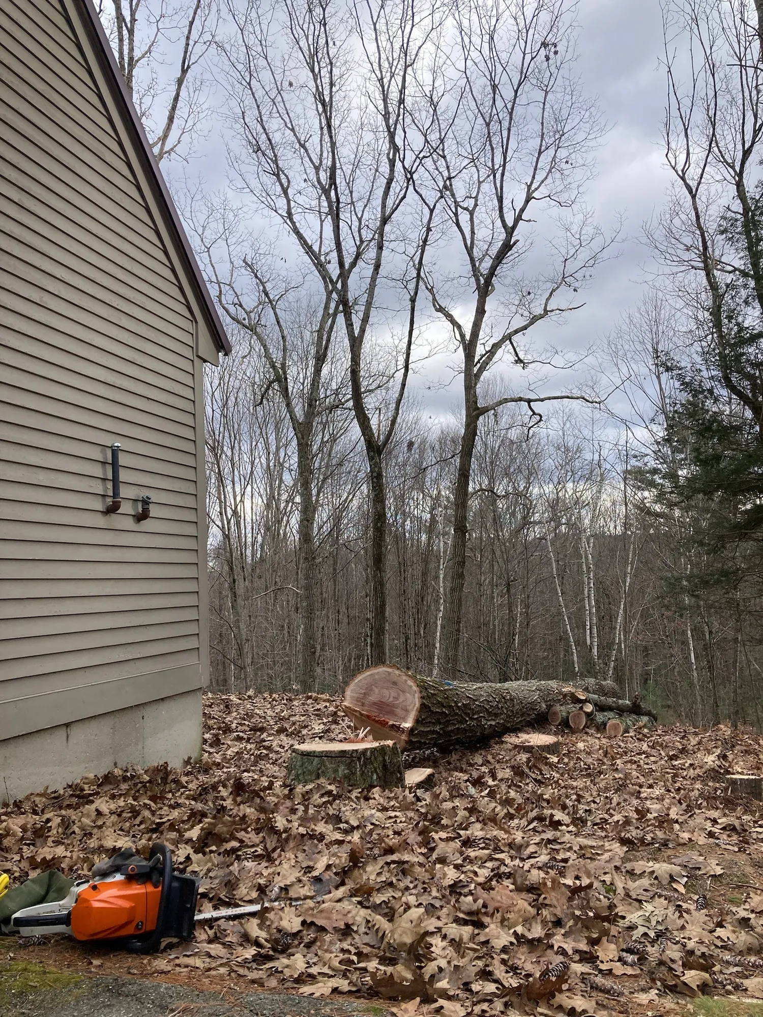 Felled tree trunk sectioned beside a house