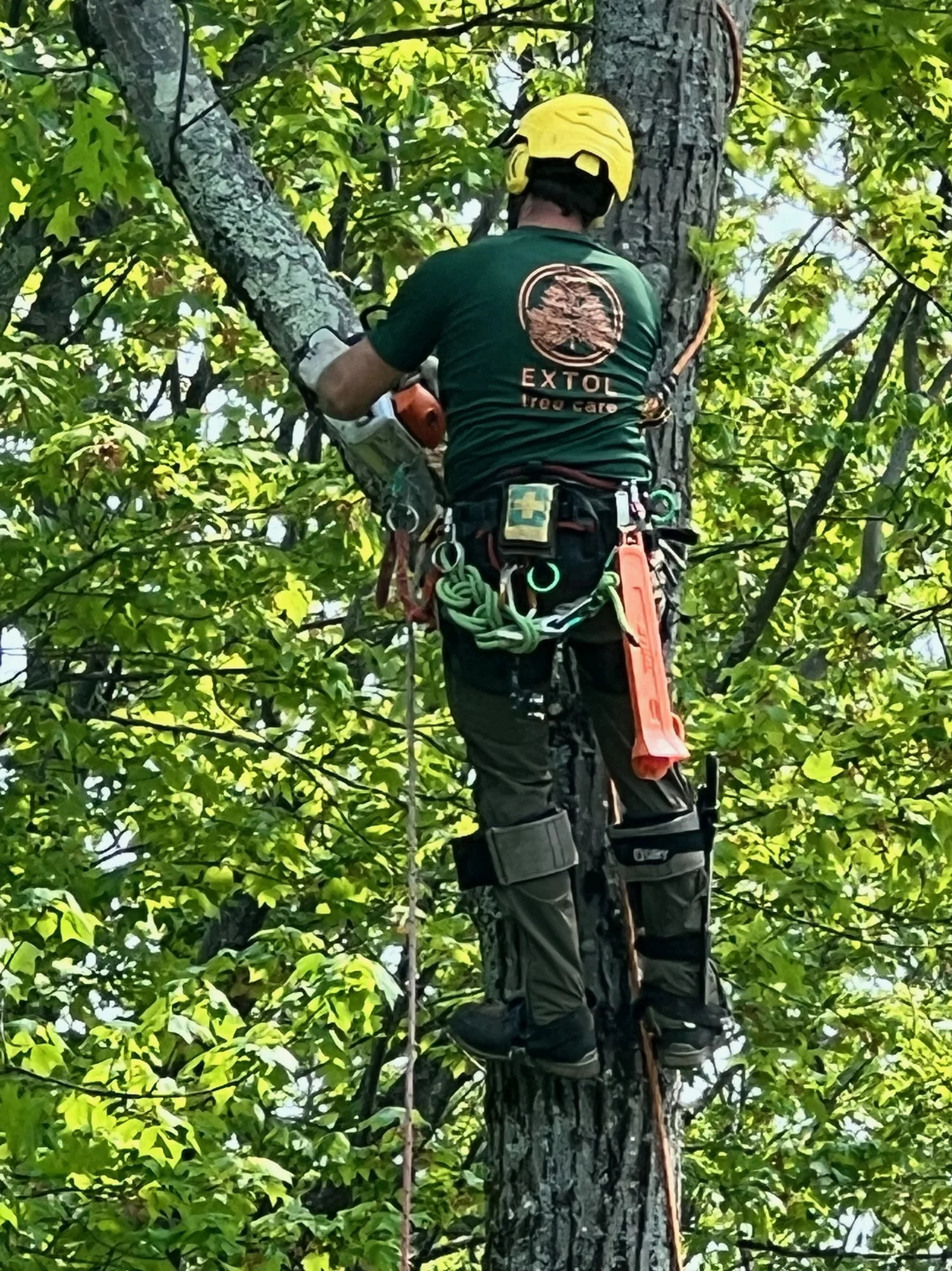 Extol Tree Care arborist climbing a tree