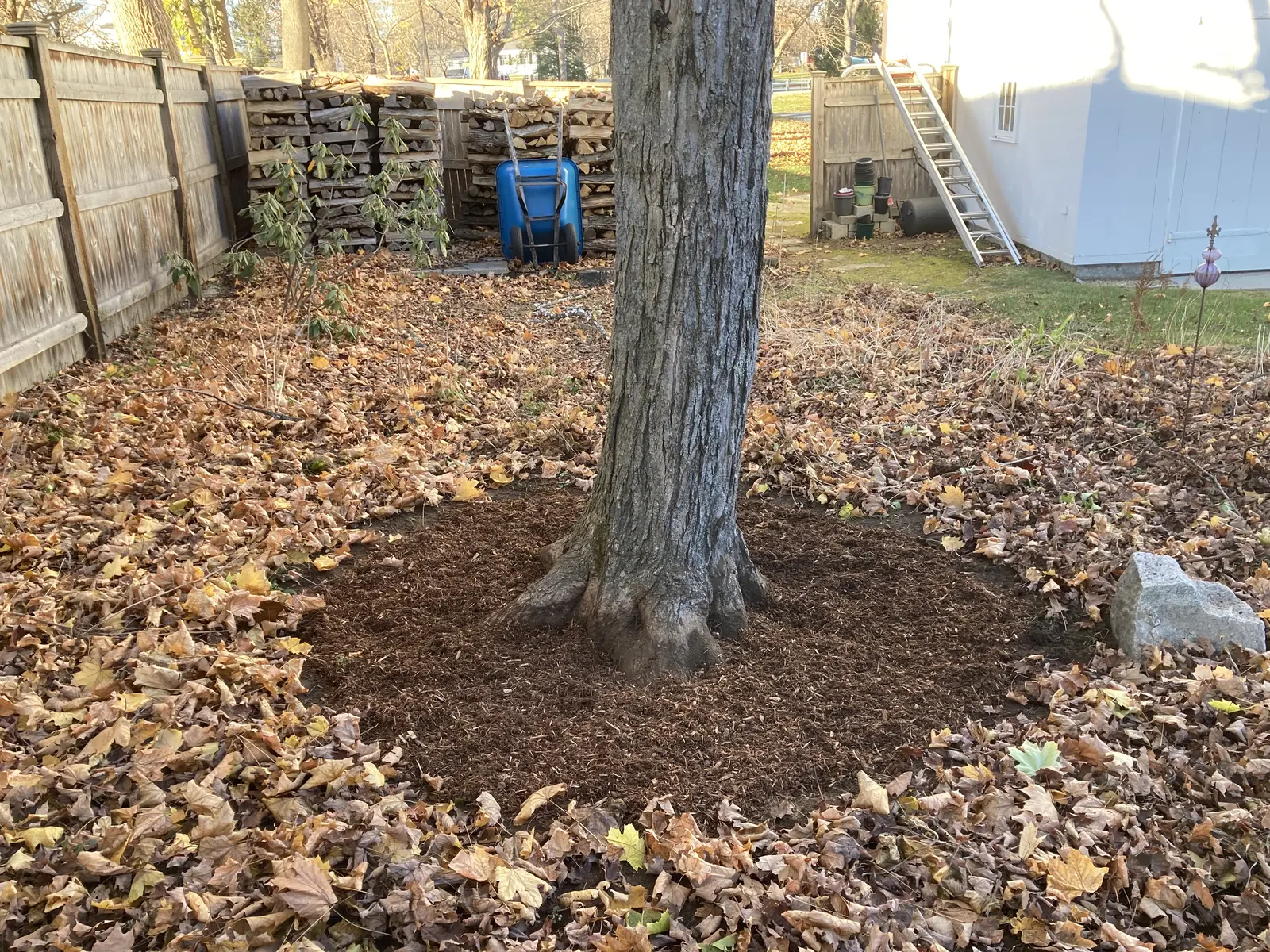 Fresh mulch spread around the base of a mature tree