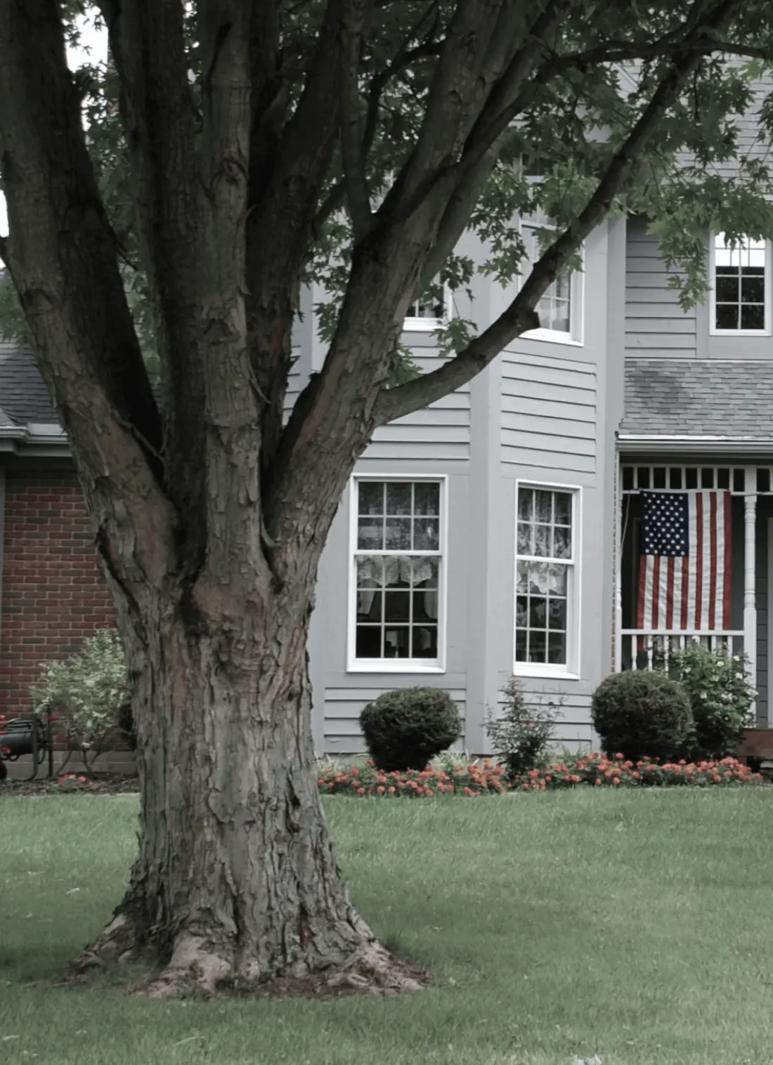 Large tree in front of a house